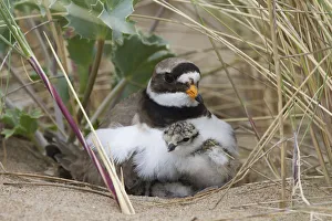 Ringed plover (Charidrius hiaticula) with newly hatched chick, County Wicklow, Ireland Ringed plover (Charidrius hiaticula) with newly hatched chick, County Wicklow, Ireland