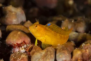 Ringneck blenny (Parablennius pilicornis) Vervece rock, Punta Campanella Marine Ringneck blenny (Parablennius pilicornis) Vervece rock, Punta Campanella Marine