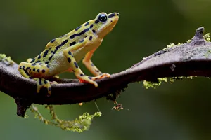 Rio pescado harlequin toad (Atelopus balios) female on branch, Azuay, Ecuador, Critically Rio pescado harlequin toad (Atelopus balios) female on branch, Azuay, Ecuador, Critically