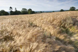 Ripe Barley crop in field, Haregill Lodge Farm, Ellingstring, North Yorkshire, England Ripe Barley crop in field, Haregill Lodge Farm, Ellingstring, North Yorkshire, England