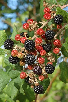 Ripening blackberries on Bramble bush (Rubus plicatus) Somerset, UK Ripening blackberries on Bramble bush (Rubus plicatus) Somerset, UK