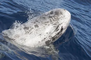 Rissos dolphin (Grampus griseus) at surface, Fuerteventura, Canary Islands Rissos dolphin (Grampus griseus) at surface, Fuerteventura, Canary Islands