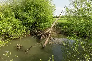 English Landscape Photography Prints: River Lugg SSSI with fallen tree causing an obstruction in the main channel