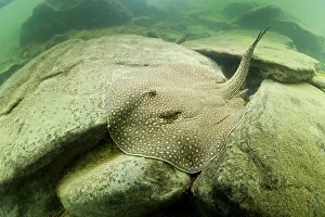 River Stingray River Stingray