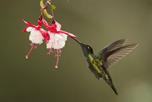 Rivolis hummingbird (Eugenes fulgens) nectaring on Fuchsia (Fuchsia sp) flower Rivolis hummingbird (Eugenes fulgens) nectaring on Fuchsia (Fuchsia sp) flower