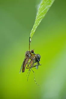 Robber fly (Asilidae) with mosquito prey hanging from leaf, Gornje Podunavlje Special Robber fly (Asilidae) with mosquito prey hanging from leaf, Gornje Podunavlje Special