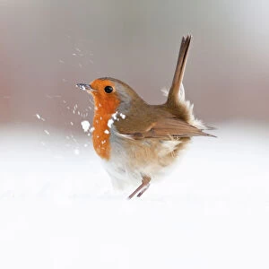 british birds/robin erithacus rubecula displaying snow