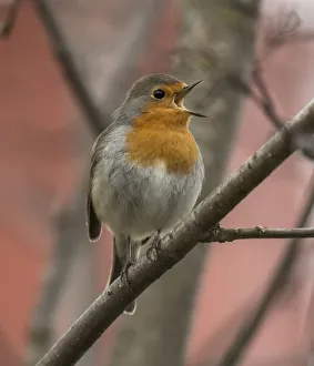 Robin (Erithacus rubecula) male singing, perched on branch. Joutsa, Finland. April Robin (Erithacus rubecula) male singing, perched on branch. Joutsa, Finland. April
