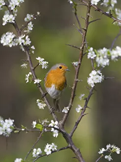Images Dated 17th April 2007: Robin (Erithacus rubecula) perched amongst Blackthorn (Prunus spinosa) blossom, UK