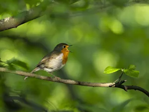 Robin (Erithacus rubecula) perching on a branch, singing, Bavaria, Germany. May Robin (Erithacus rubecula) perching on a branch, singing, Bavaria, Germany. May