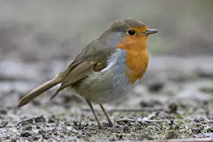 Western Europe Birds Prints: Robin (Erithacus rubecula) portrait, La Seigneurie Gardens, Sark, Channel Islands. January