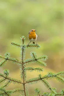 Robin (Erithacus rubecula) portrait on (Pinus sp), Black Isle, Scotland, UK March Robin (Erithacus rubecula) portrait on (Pinus sp), Black Isle, Scotland, UK March
