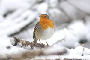 Robin (Erithacus rubecula) in snow. Dorset, UK, January 2010 Robin (Erithacus rubecula) in snow. Dorset, UK, January 2010