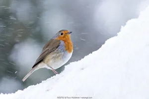 Snowy Bird UK Prints: Robin (Erithacus rubecula) in snow, Broxwater, Cornwall, UK. March