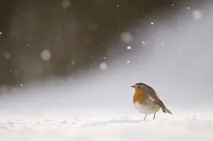 Robin (Erithacus rubecula) on snow covered ground, during snowfall. Derbyshire, UK Robin (Erithacus rubecula) on snow covered ground, during snowfall. Derbyshire, UK
