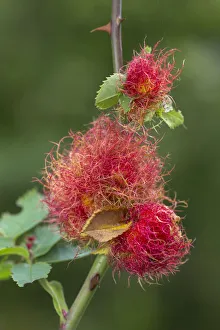 Uk wildlife september/robins pincushion gall caused gall wasp Uk wildlife september/robins pincushion gall caused gall wasp