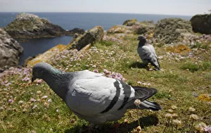 Rock dove (Columba livia) on cliff top, Saltee Islands, County Wexford, Ireland Rock dove (Columba livia) on cliff top, Saltee Islands, County Wexford, Ireland