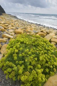 Rock samphire (Crithmum maritimum) growing on rocky beach, Kimmeridge Bay, Dorset Rock samphire (Crithmum maritimum) growing on rocky beach, Kimmeridge Bay, Dorset