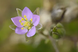 Rock sea-spurrey (Spergularia rupicola) growing on seashore at the base of a cliff Rock sea-spurrey (Spergularia rupicola) growing on seashore at the base of a cliff