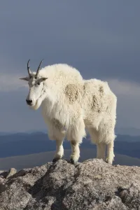 Rocky Mountain Goat (Oreamnos americanus) male on rocks at 14, 000 feet elevation Rocky Mountain Goat (Oreamnos americanus) male on rocks at 14, 000 feet elevation