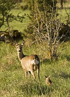Roe deer (Capreolus capreolus) with fawn, Matsalu National Park, Estonia, May 2009 Roe deer (Capreolus capreolus) with fawn, Matsalu National Park, Estonia, May 2009