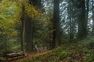 Roe deer (Capreolus capreolus) female in woodland, Jura mountains, Switzerland, October Roe deer (Capreolus capreolus) female in woodland, Jura mountains, Switzerland, October