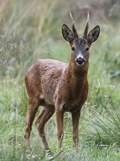 Roe Deer stag (Capreolus capreolus) standing in a woodland glade Roe Deer stag (Capreolus capreolus) standing in a woodland glade