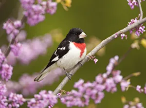 Rose-breasted grosbeak (Pheucticus ludovicianus), male perched in flowering Eastern Rose-breasted grosbeak (Pheucticus ludovicianus), male perched in flowering Eastern
