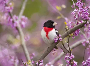 Rose-breasted grosbeak (Pheucticus ludovicianus), male perched in flowering Eastern Rose-breasted grosbeak (Pheucticus ludovicianus), male perched in flowering Eastern