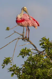 Roseate spoonbill (Platalea ajaja) at its nesting colony site, in early morning light Roseate spoonbill (Platalea ajaja) at its nesting colony site, in early morning light