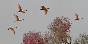 Roseate Spoonbills (Platalea ajaja) in flight, Pantanal, Mato Grosso do Sul, Brazil Roseate Spoonbills (Platalea ajaja) in flight, Pantanal, Mato Grosso do Sul, Brazil