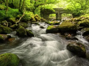 Devon Prints: Shaugh Bridge Print, early spring scene in Devon, UK