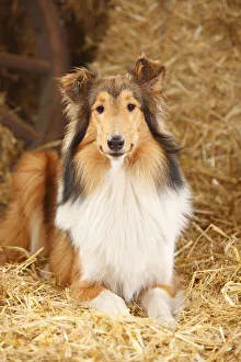 Rough Collie, bitch, 9 months in straw Rough Collie, bitch, 9 months in straw