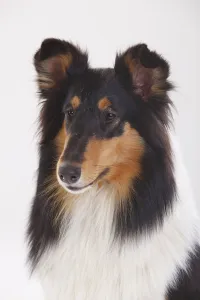 Rough Collie, tricolour bitch portrait against white background Rough Collie, tricolour bitch portrait against white background