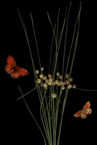 Round headed club rush (Scirpus holoschoenus) with Heath fritillary butterfly (Melitaea athalia) Round headed club rush (Scirpus holoschoenus) with Heath fritillary butterfly (Melitaea athalia)