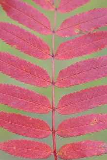 Rowan tree / Mountain ash (Sorbus aucuparia) leaves, Kuhmo, Finland, September 2008 Rowan tree / Mountain ash (Sorbus aucuparia) leaves, Kuhmo, Finland, September 2008