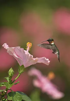 April 2022 highlights/ruby throated hummingbird archilochus colubris April 2022 highlights/ruby throated hummingbird archilochus colubris