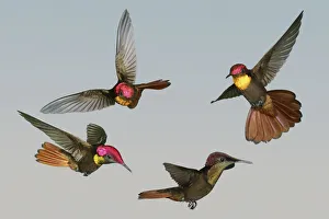 Ruby-topaz Hummingbird (Chrysolampis mosquitus) male flying demonstrating how brilliant Ruby-topaz Hummingbird (Chrysolampis mosquitus) male flying demonstrating how brilliant