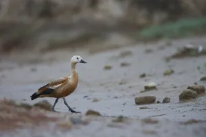 Ruddy shelduck (Tadorna ferruginea) in a dried out stream, Bagerova Steppe, Kerch Peninsula Ruddy shelduck (Tadorna ferruginea) in a dried out stream, Bagerova Steppe, Kerch Peninsula