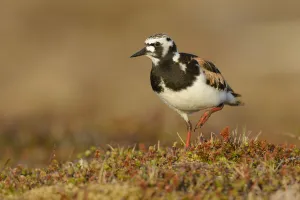 Ruddy turnstone (Arenaria interpres) in breeding plumage Ruddy turnstone (Arenaria interpres) in breeding plumage
