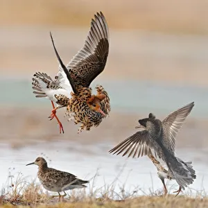 Ruffs displaying and fighting (Philomachus pugnax) Agapa River, Taimyr Peninsula Ruffs displaying and fighting (Philomachus pugnax) Agapa River, Taimyr Peninsula