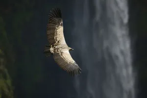 2020 august highlights/ruppells griffon vulture gyps rueppellii 2020 august highlights/ruppells griffon vulture gyps rueppellii