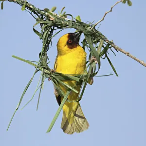 Ruppells weaver (Ploceus galbula) male building nest, Oman, May Ruppells weaver (Ploceus galbula) male building nest, Oman, May