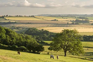 Rural view of rolling countryside with grazing cattle, near Frome, Somerset, UK. July 2014 Rural view of rolling countryside with grazing cattle, near Frome, Somerset, UK. July 2014