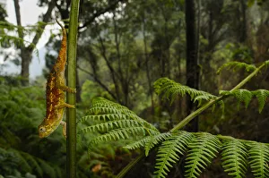 Ruwenzori side-striped chameleon, (Trioceros rudis), hanging from fern, Nyungwe Forest NP Ruwenzori side-striped chameleon, (Trioceros rudis), hanging from fern, Nyungwe Forest NP