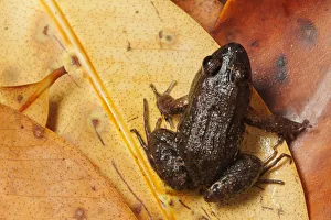 Sabinal Frog (Leptodactylus melanonotus), Ria Lagartos Biosphere Reserve Sabinal Frog (Leptodactylus melanonotus), Ria Lagartos Biosphere Reserve