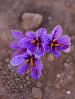 Saffron crocuses (Crocus sativus), cultivated for saffron, Lleida, Catalonia, Spain, November Saffron crocuses (Crocus sativus), cultivated for saffron, Lleida, Catalonia, Spain, November