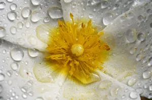 Sage leaved cistus (Cistus salvifolius) close-up of flower covered in raindrops, Crete Sage leaved cistus (Cistus salvifolius) close-up of flower covered in raindrops, Crete