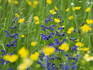 Sage (Salvia pratensis) and Buttercup, (Ranunculus acris) in wildflower meadow, Mount Baldo, Italy, Europe. June Sage (Salvia pratensis) and Buttercup, (Ranunculus acris) in wildflower meadow, Mount Baldo, Italy, Europe. June