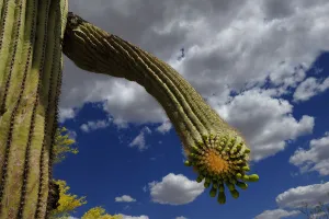 Saguaro cactus (Carnegiea gigantea) buds, Organ Pipe Cactus National Monument, Sonora Desert Saguaro cactus (Carnegiea gigantea) buds, Organ Pipe Cactus National Monument, Sonora Desert